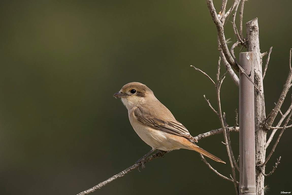 Isabelline Shrike