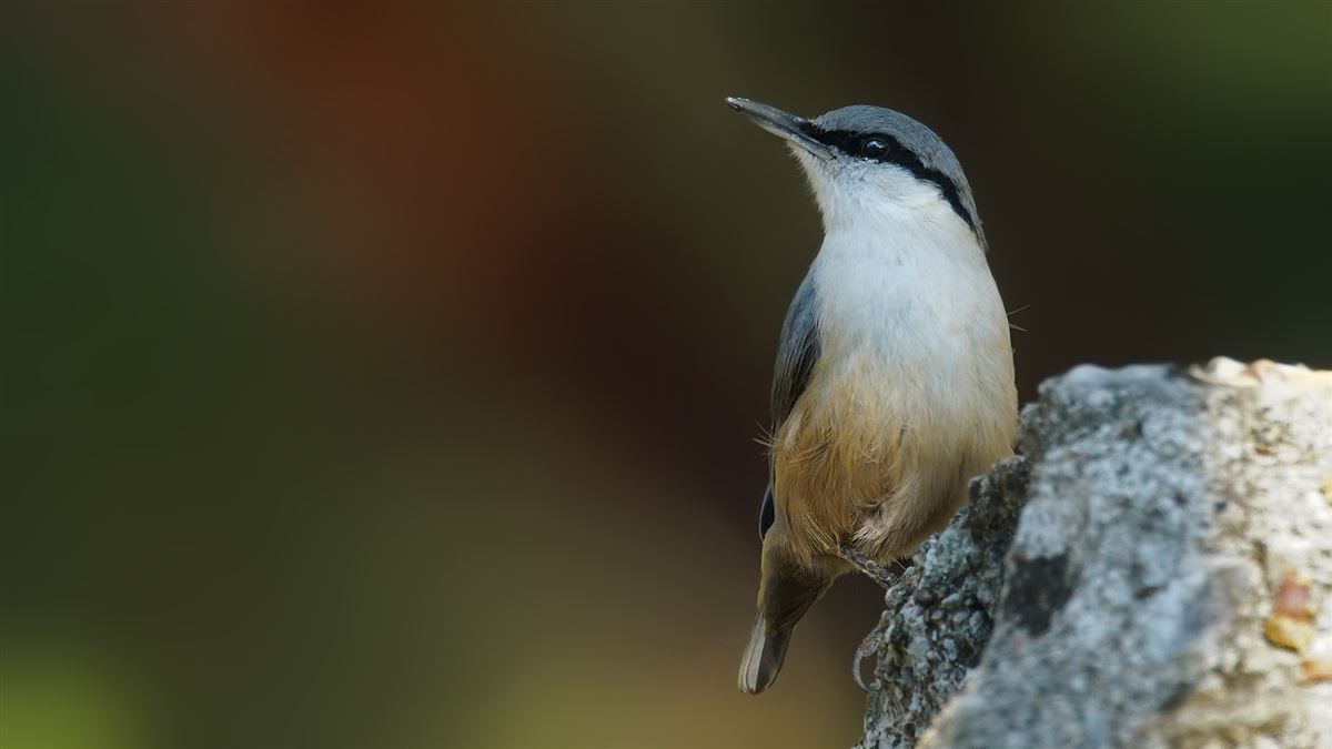 Western Rock Nuthatch