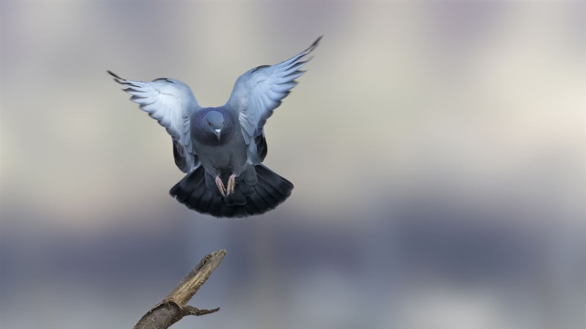 Rock Dove