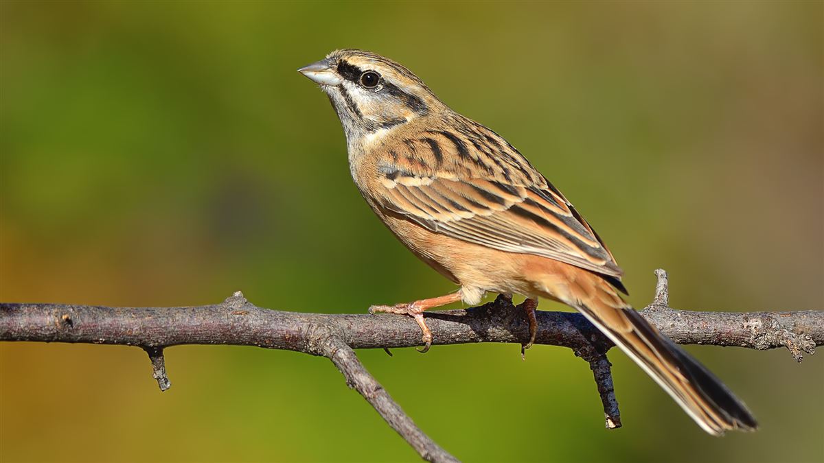 Rock Bunting