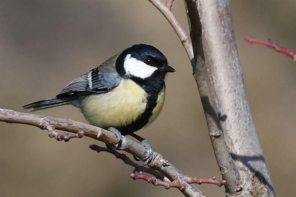 Great Tit