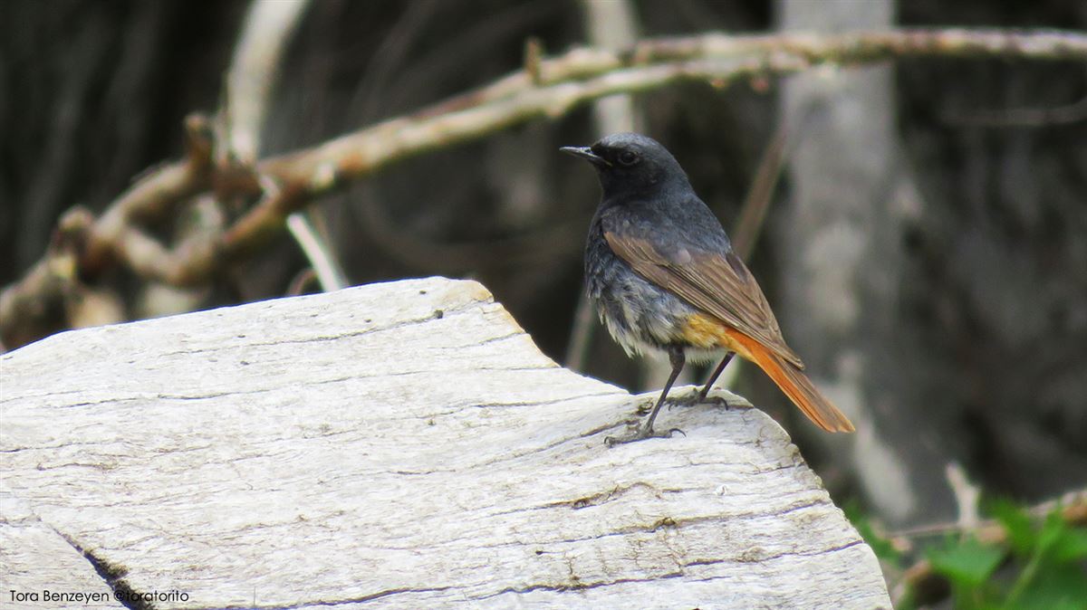 Black Redstart