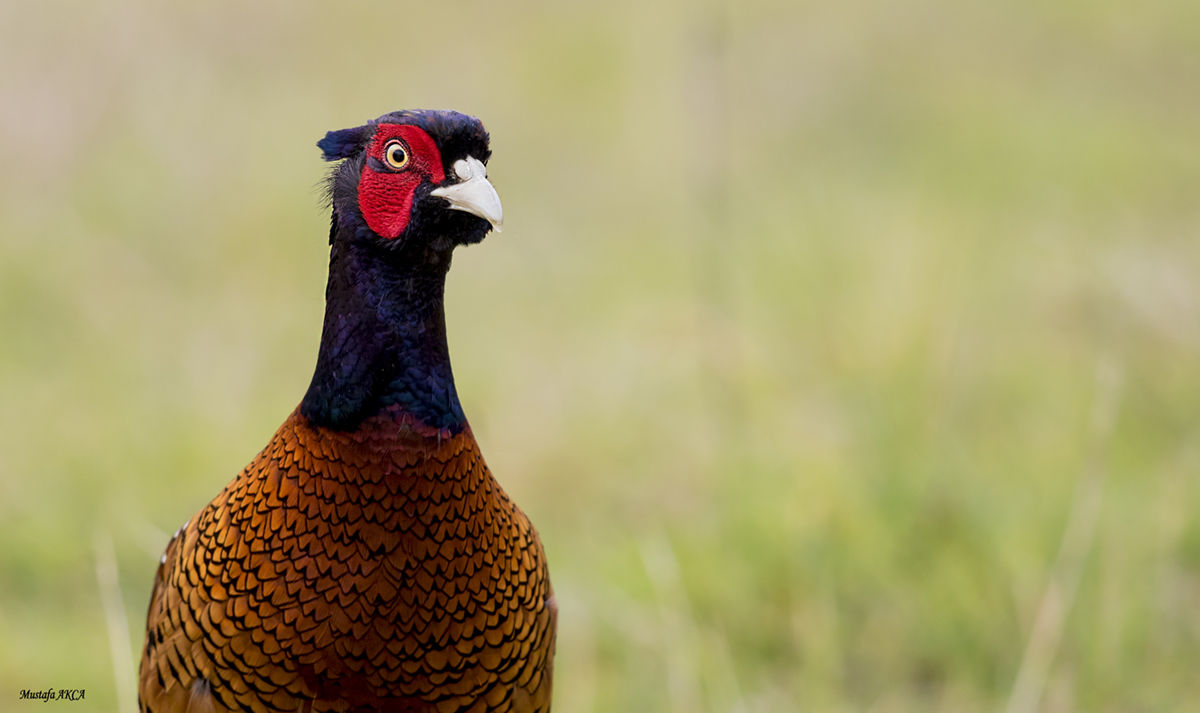 Common Pheasant