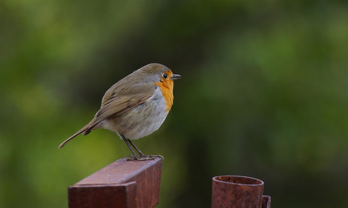 European Robin