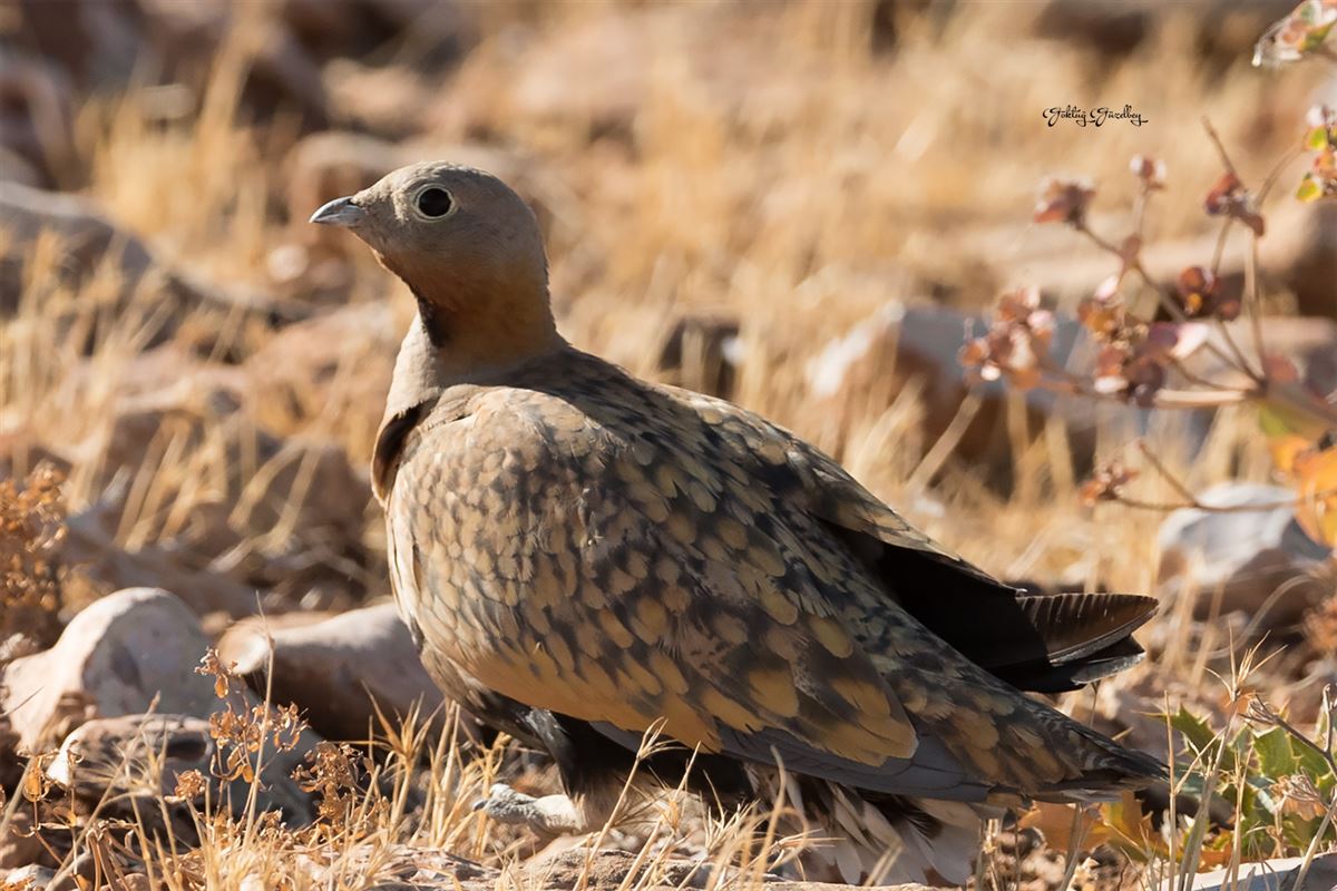 Black-bellied Sandgrouse