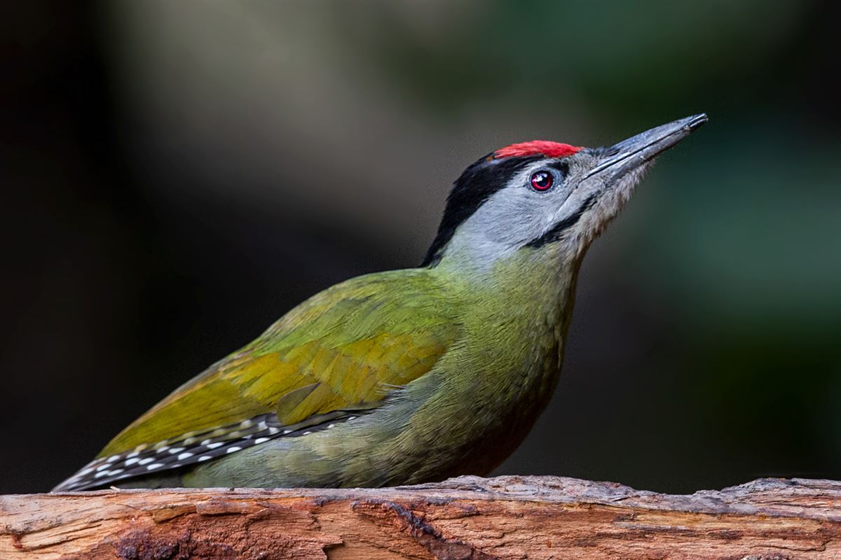Grey-headed Woodpecker