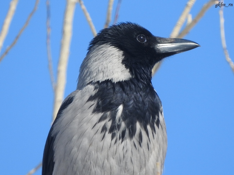 Hooded Crow