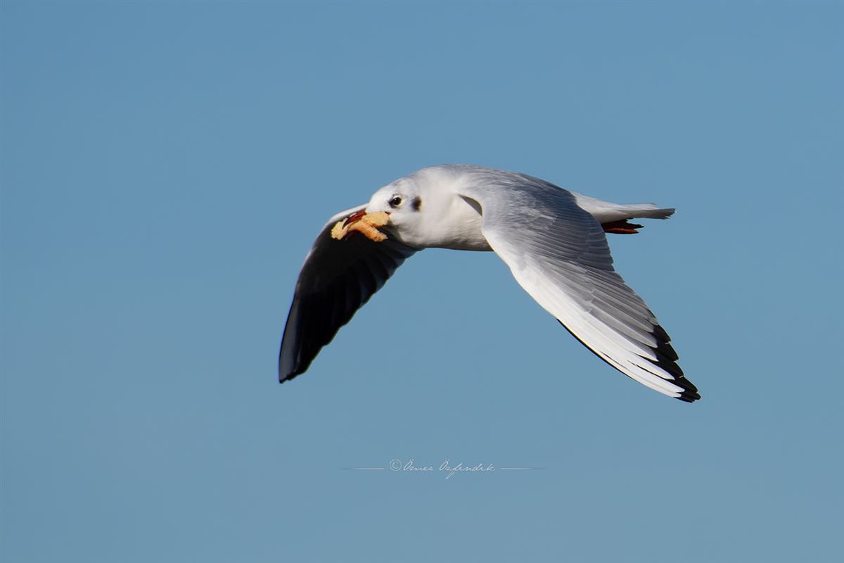 Black-headed Gull
