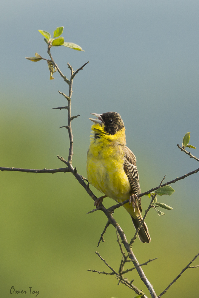 Black-headed Bunting