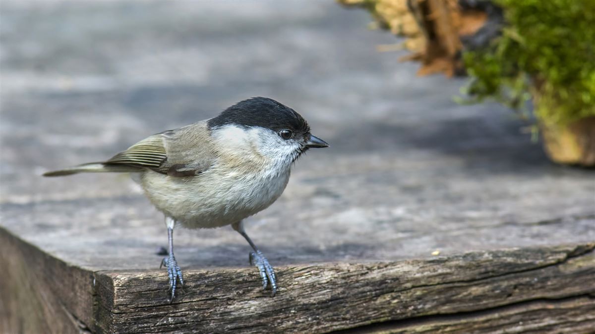 Marsh Tit