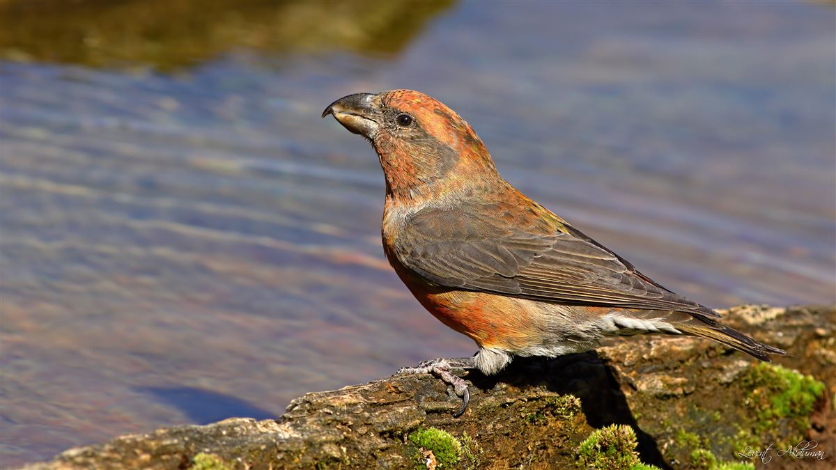 Red Crossbill