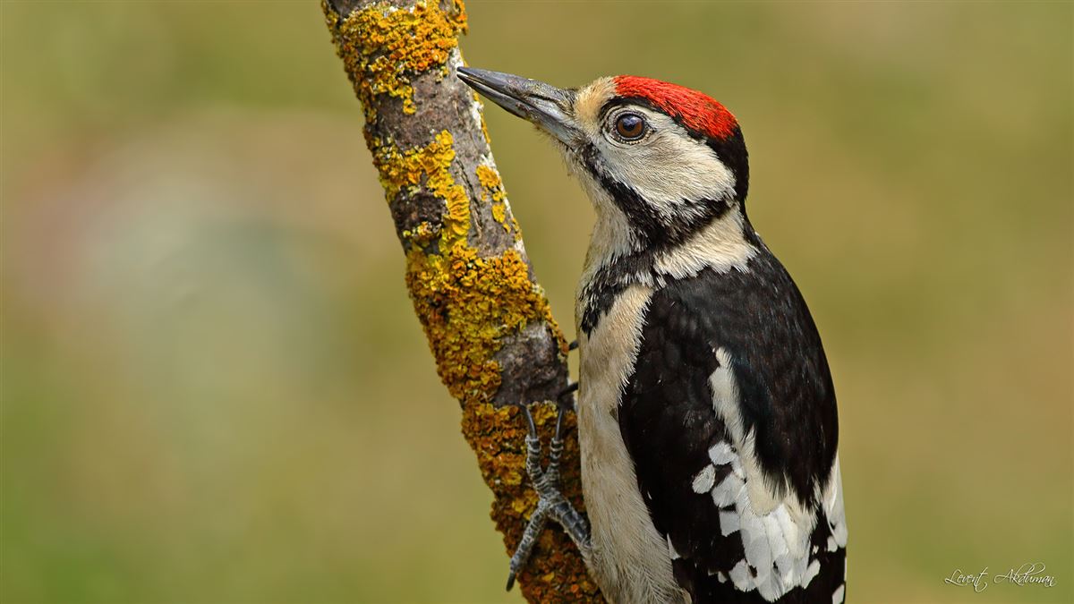 Great Spotted Woodpecker