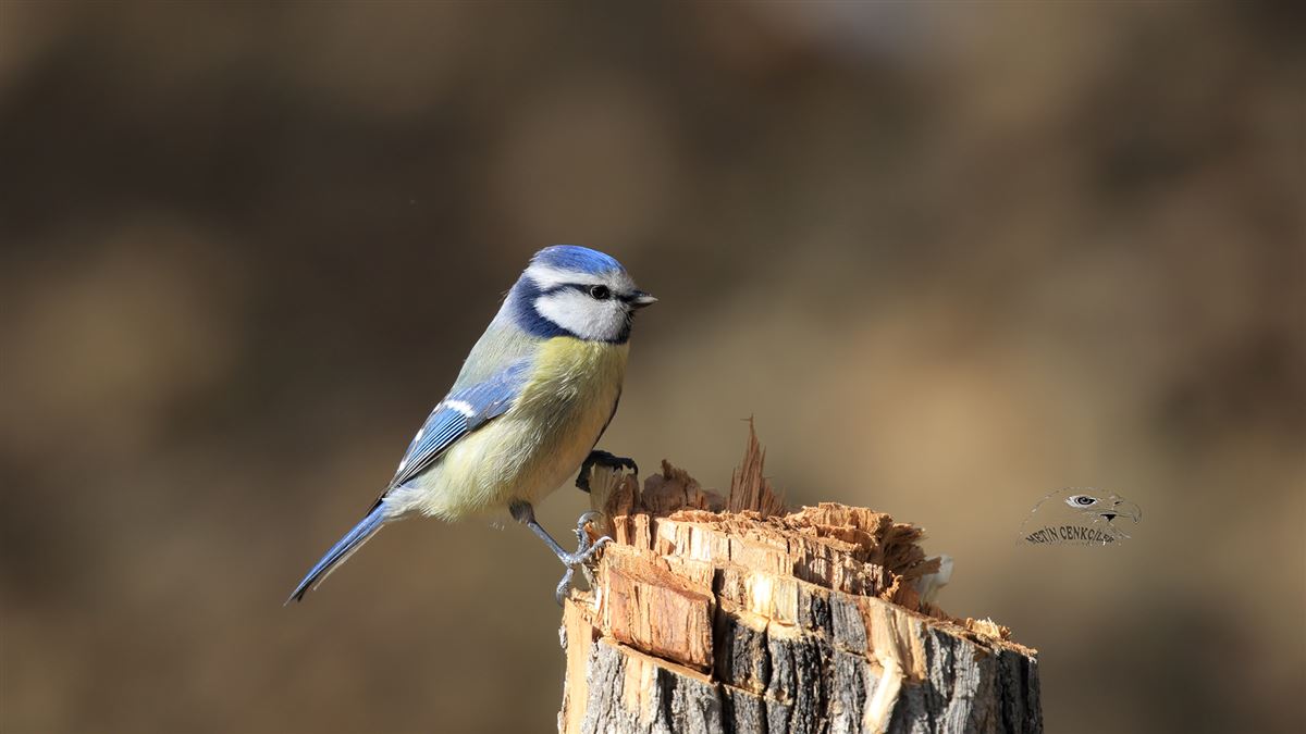 Eurasian Blue Tit