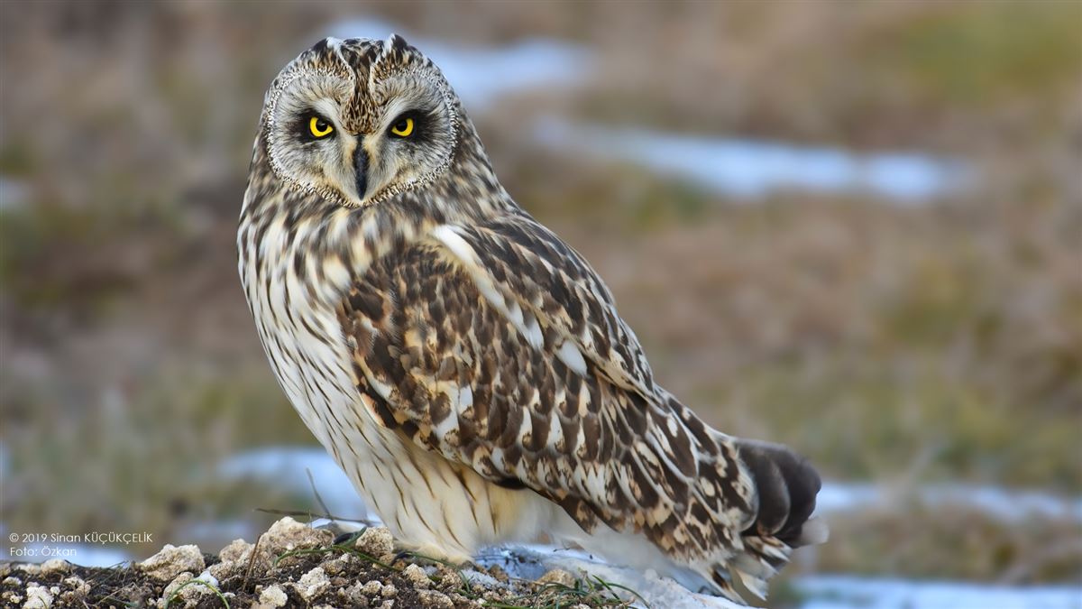 Short-eared Owl