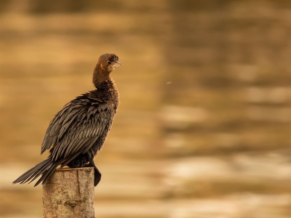 Pygmy Cormorant