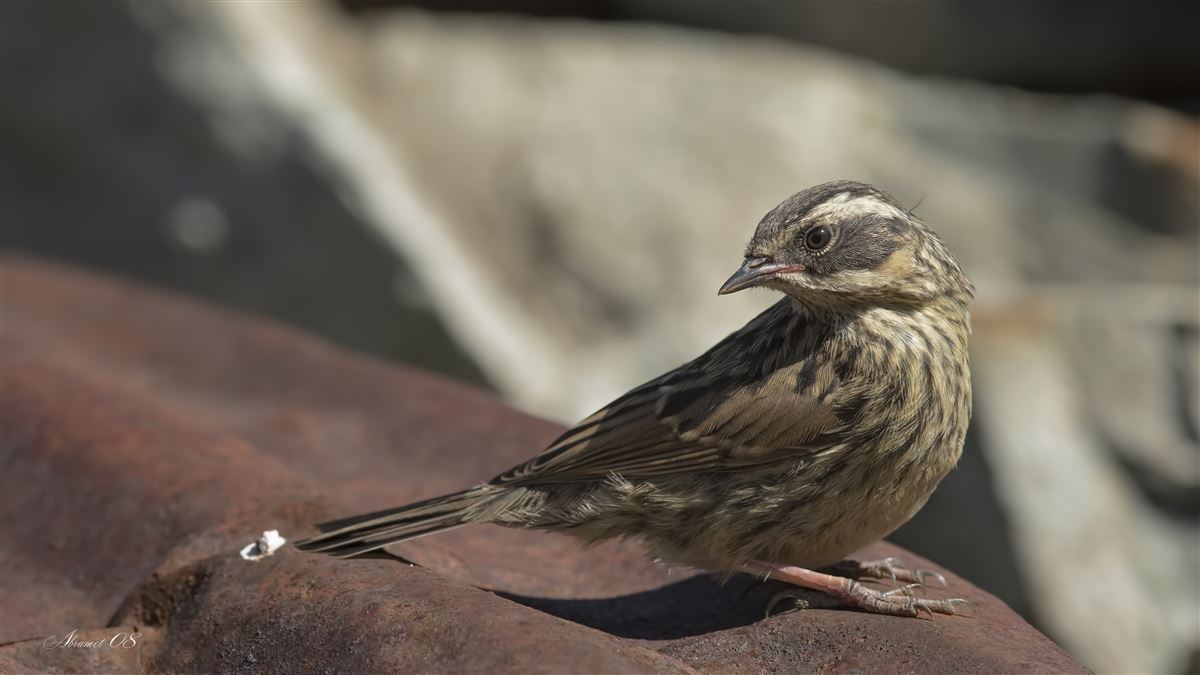 Radde`s Accentor