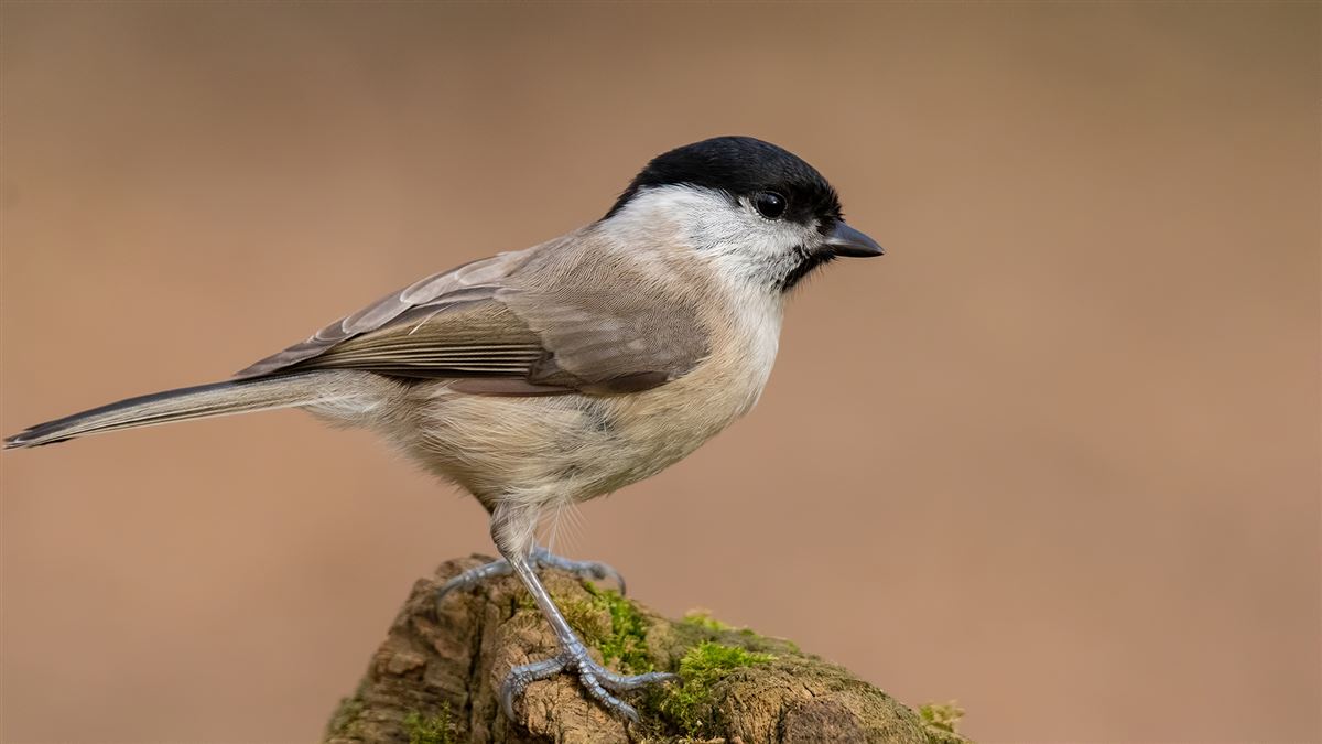 Marsh Tit