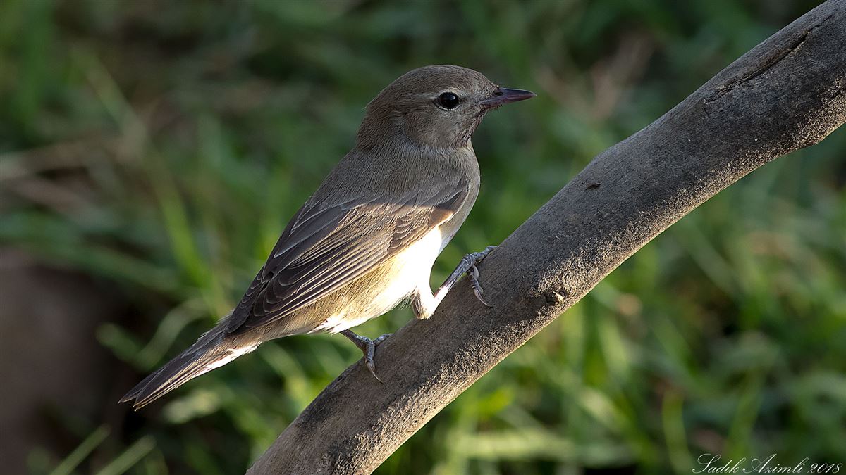 Garden Warbler