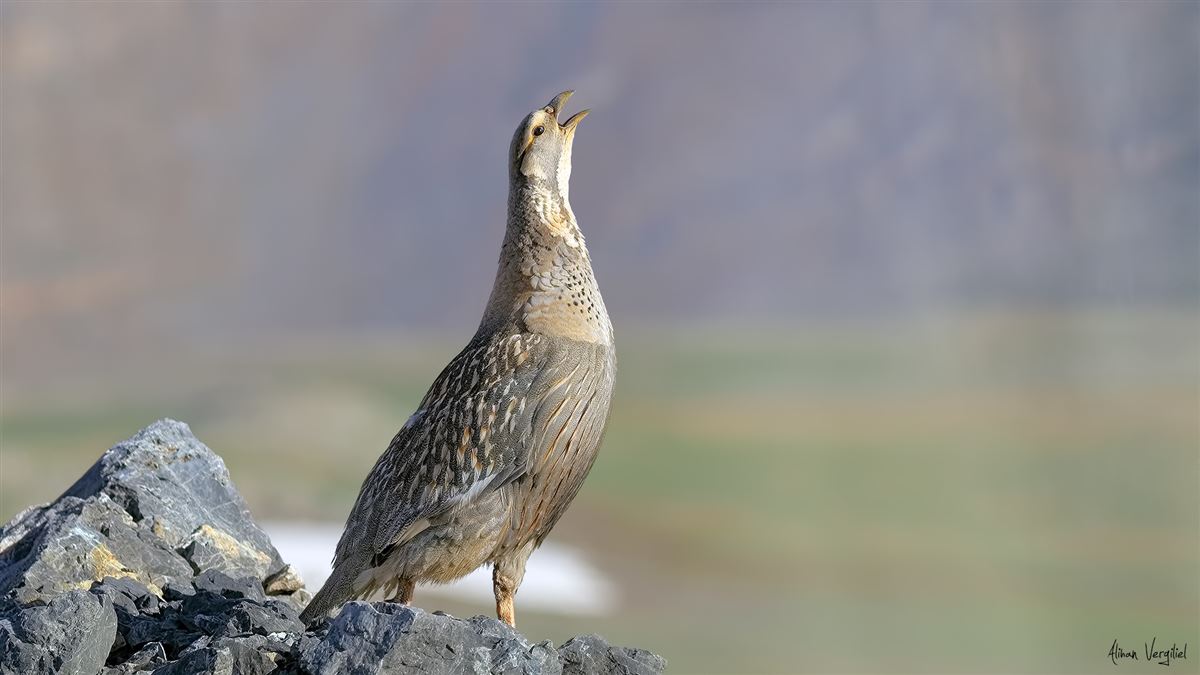 Caspian Snowcock