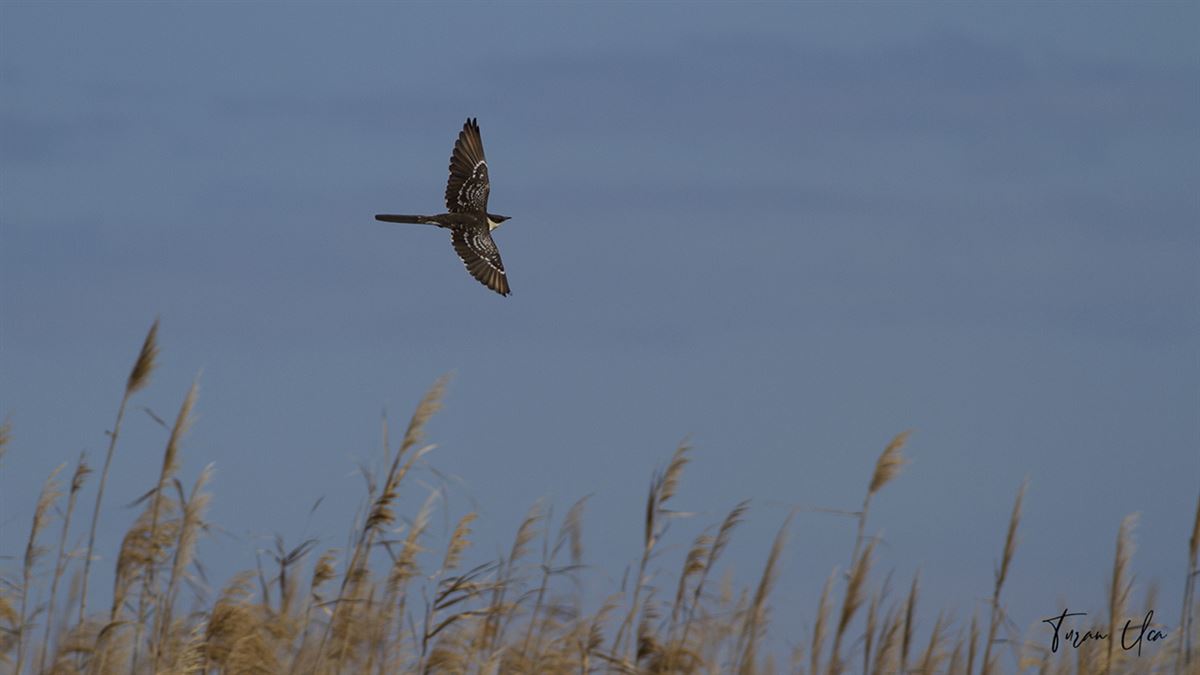 Great Spotted Cuckoo