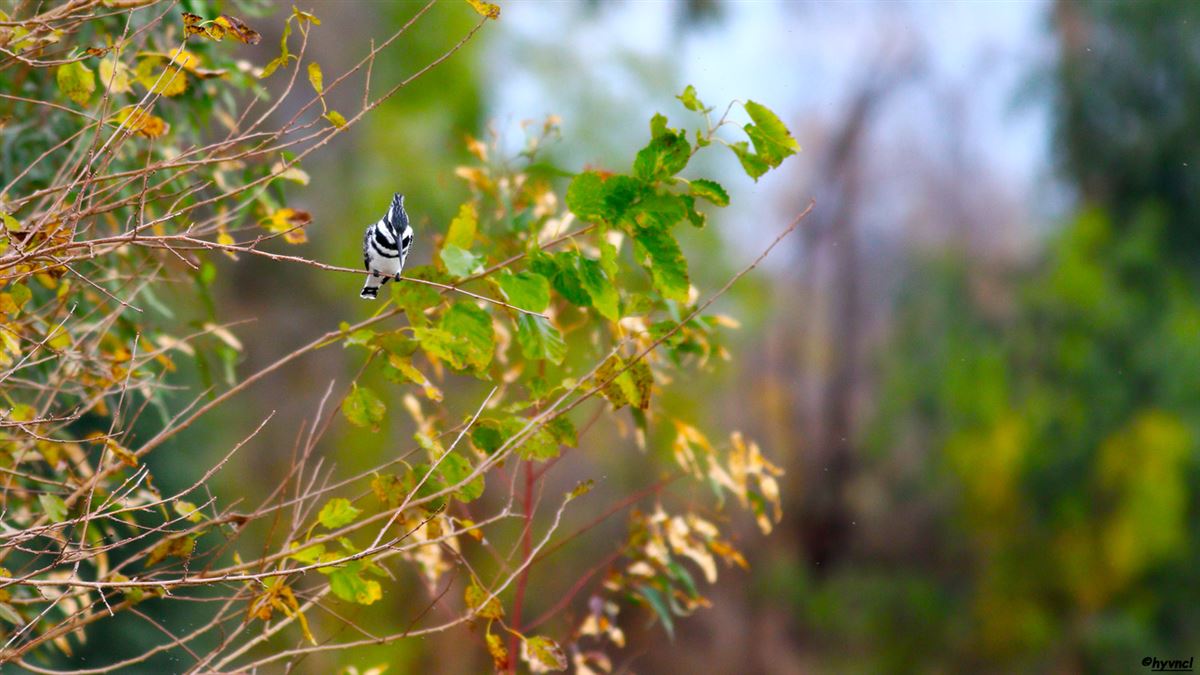 Pied Kingfisher