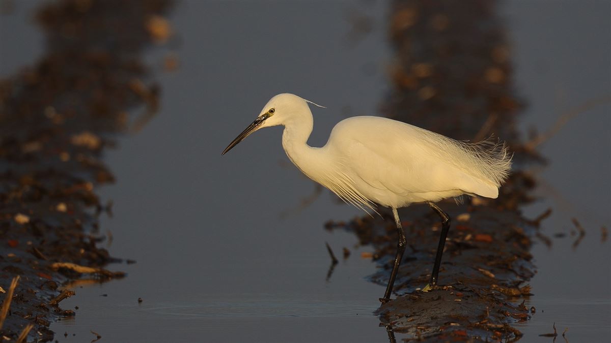 Little Egret