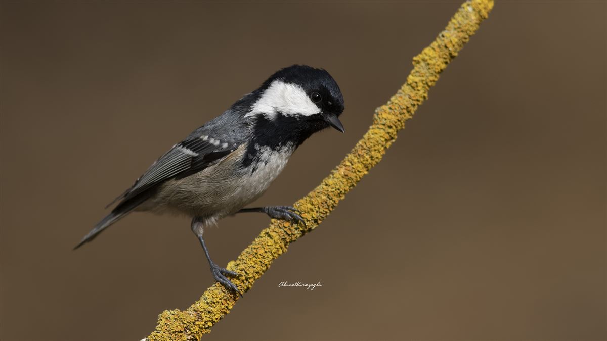 Coal Tit