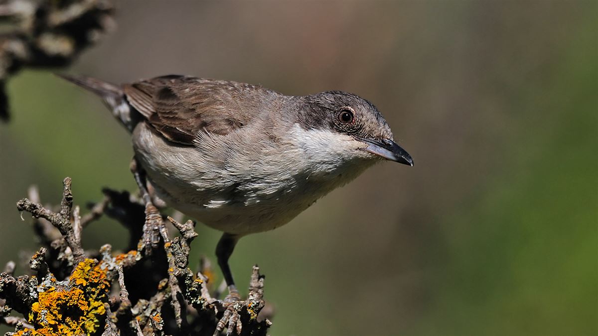 Eastern Orphean Warbler