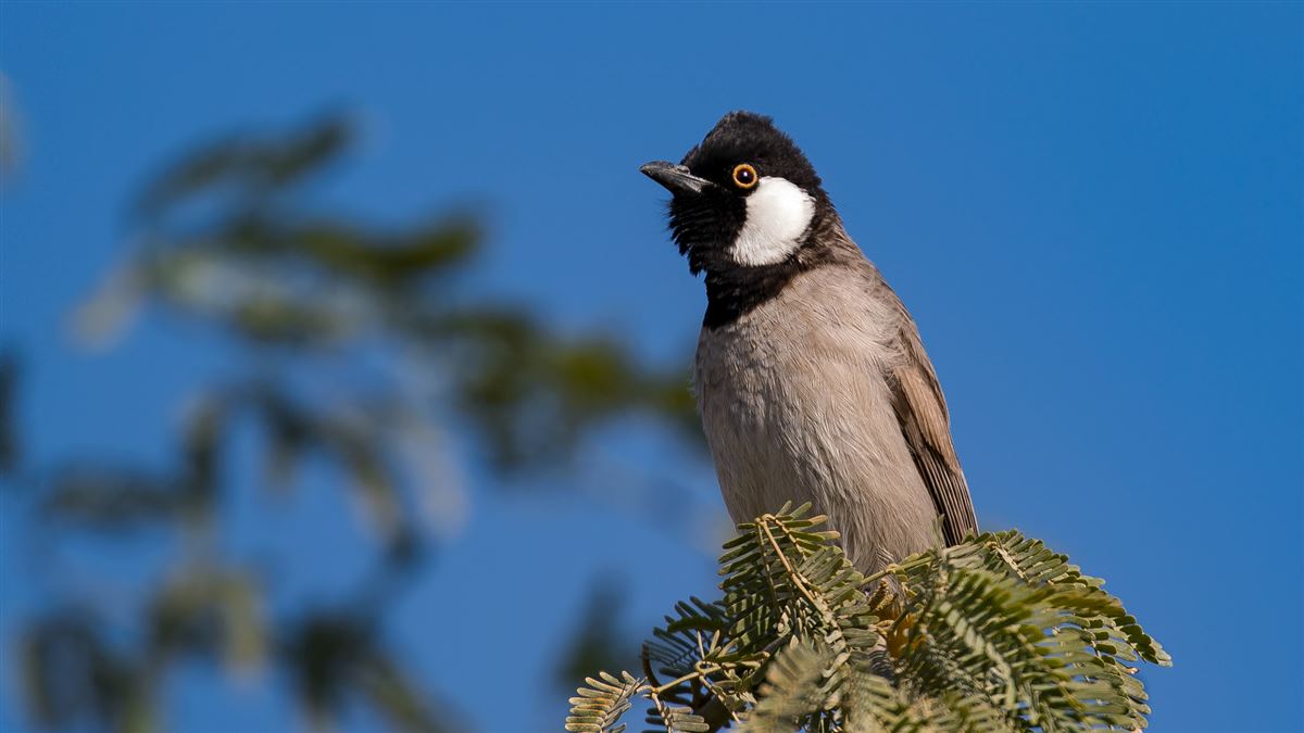 White-eared Bulbul