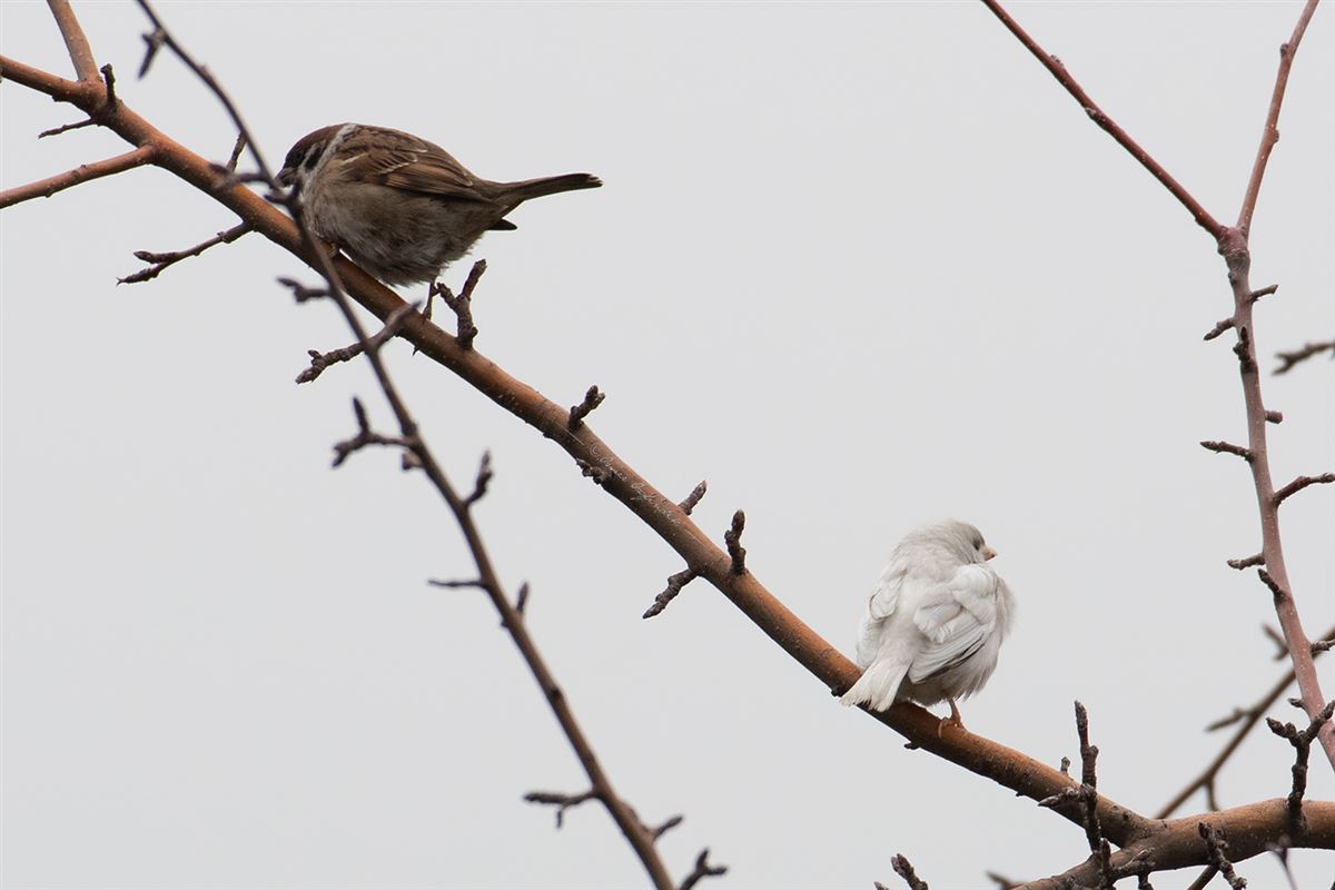 Eurasian Tree Sparrow