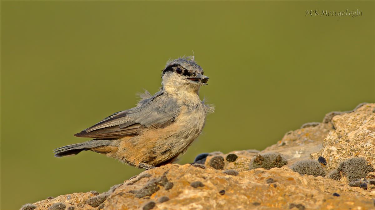 Western Rock Nuthatch