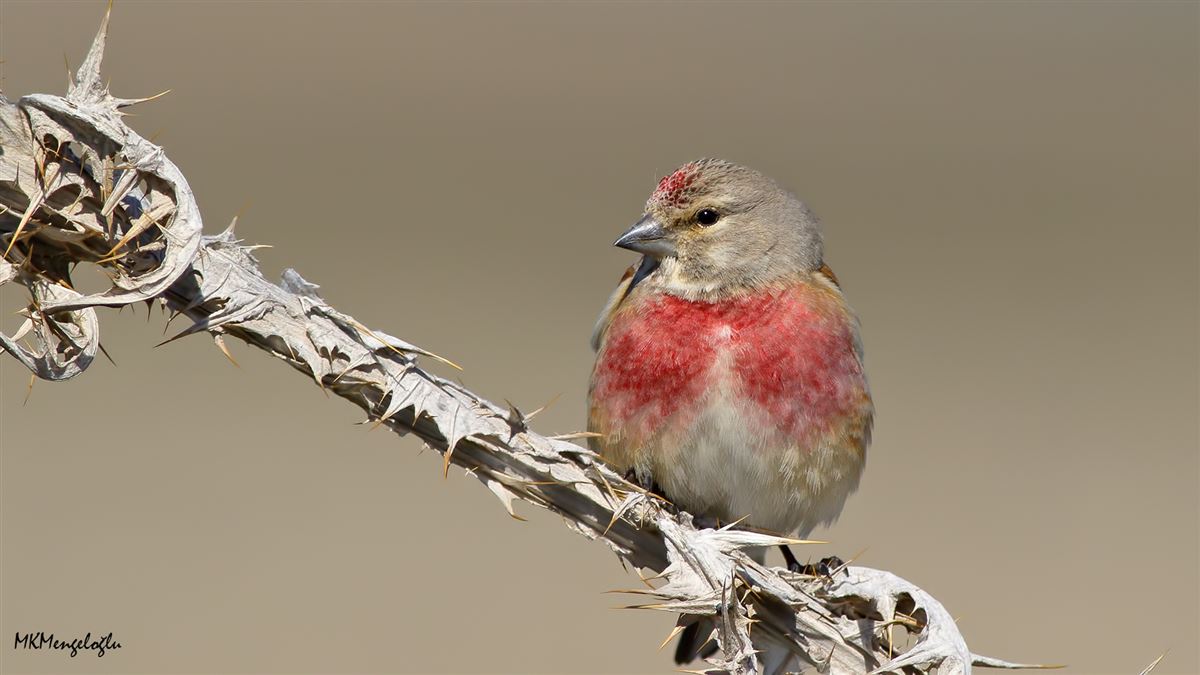 Common Linnet