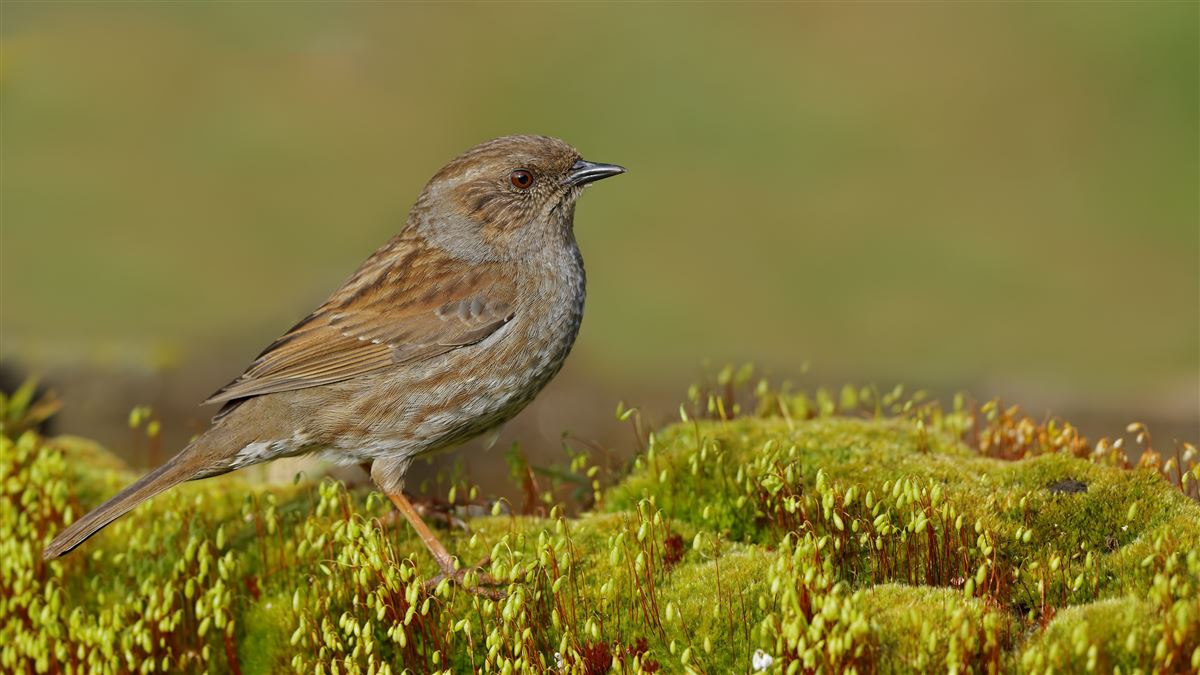 Dunnock