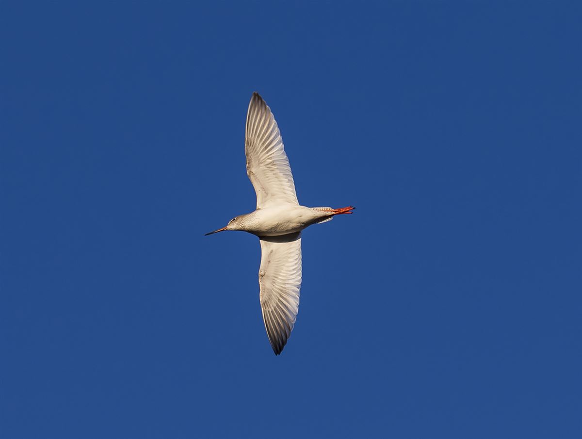 Common Redshank
