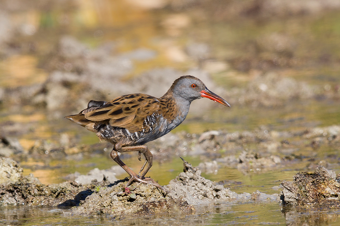 Water Rail