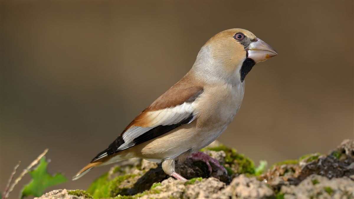 Hawfinch