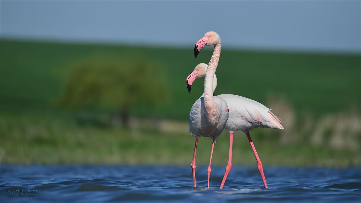 Greater Flamingo