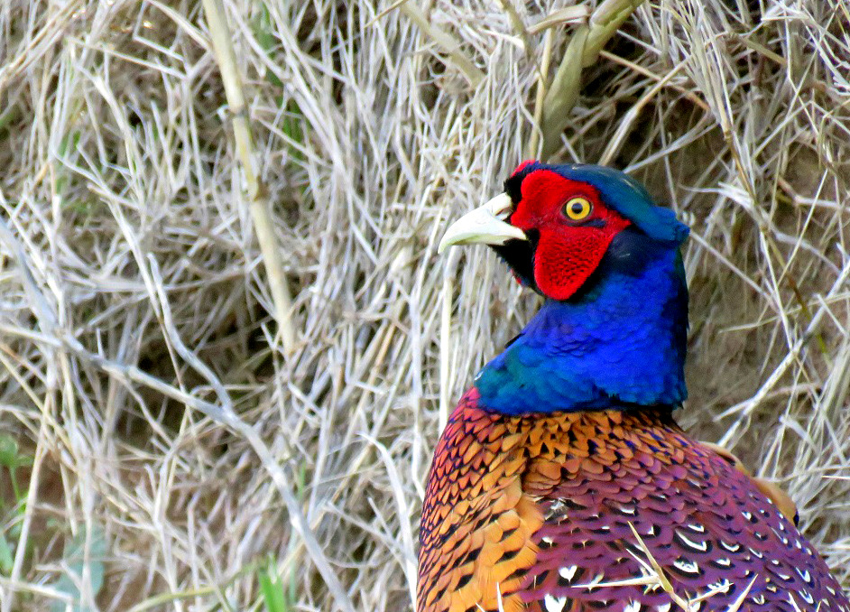 Common Pheasant