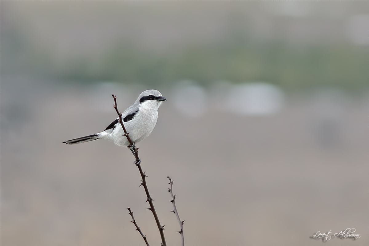 Great Grey Shrike