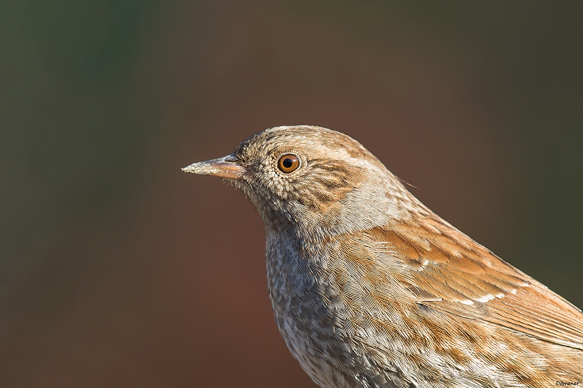 Dunnock