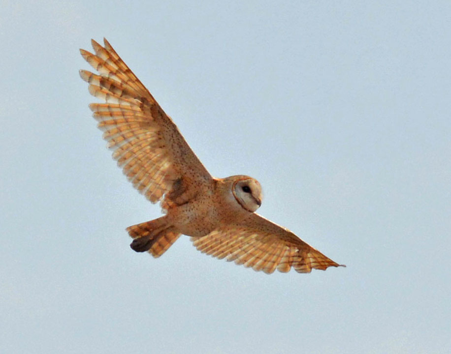 Western Barn Owl