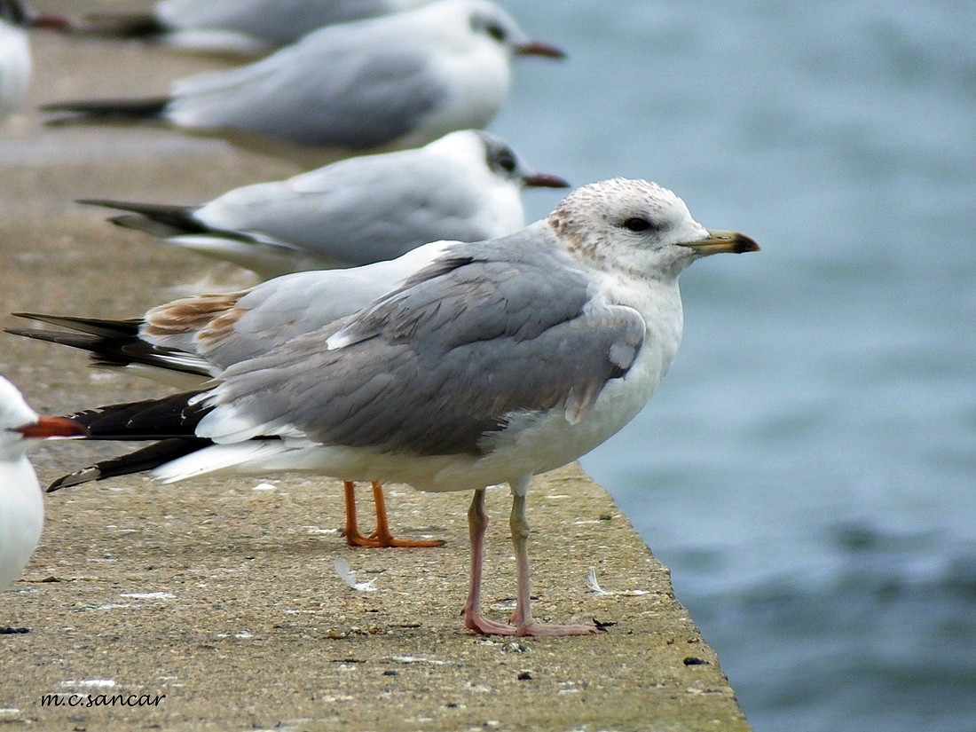 Mew Gull