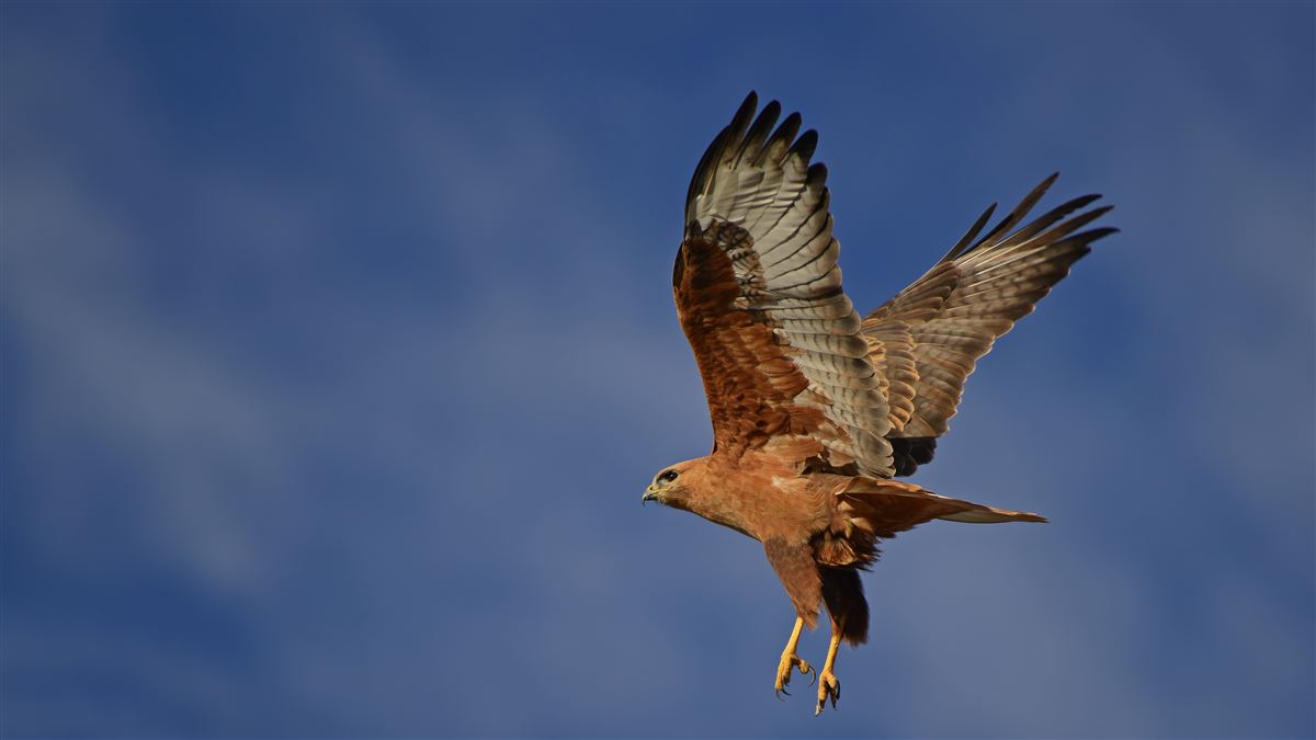 Long-legged Buzzard