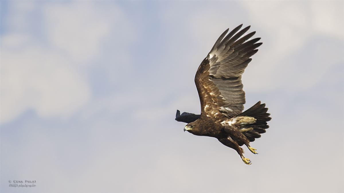 Greater Spotted Eagle