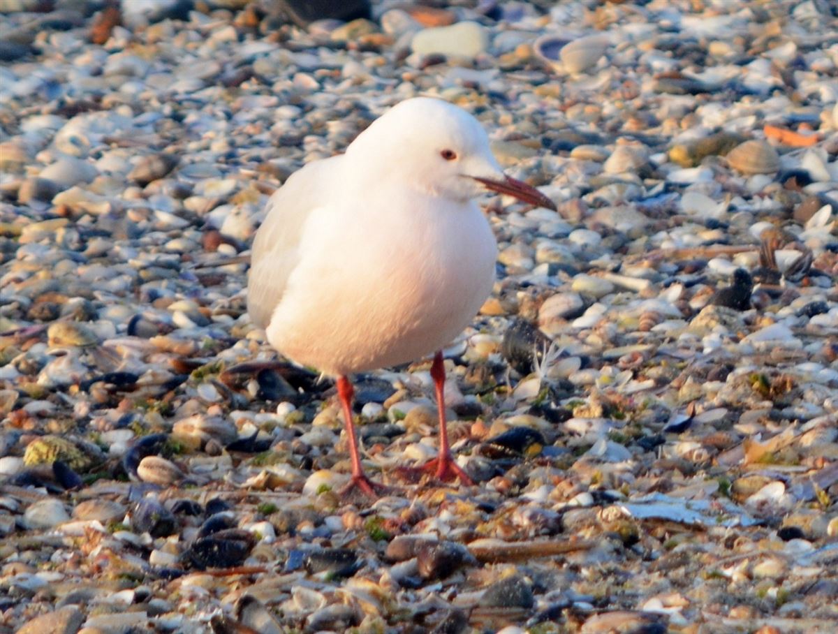 Slender-billed Gull