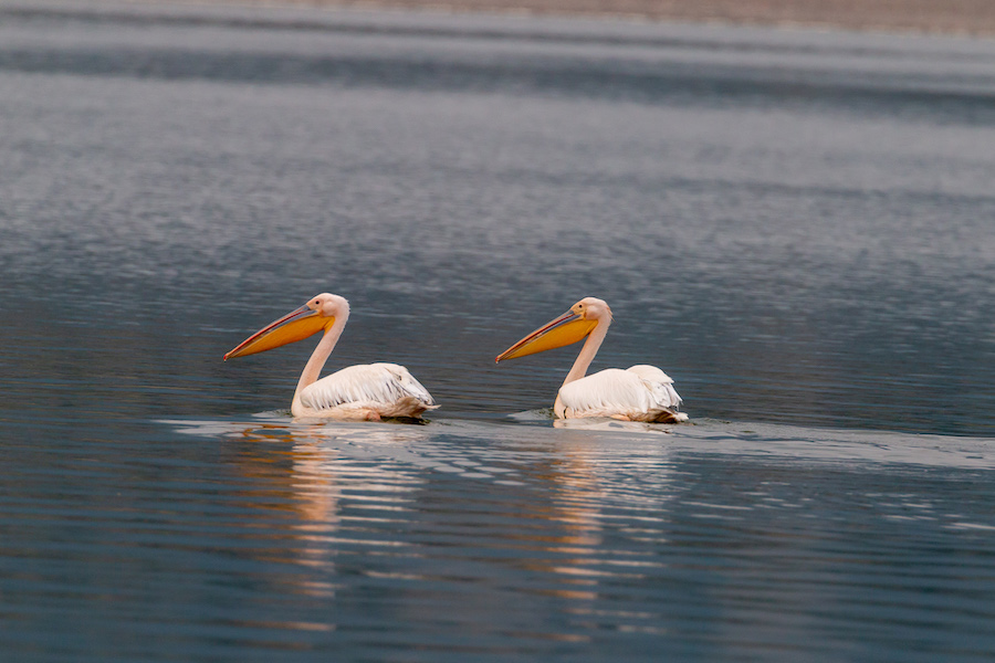 Great White Pelican