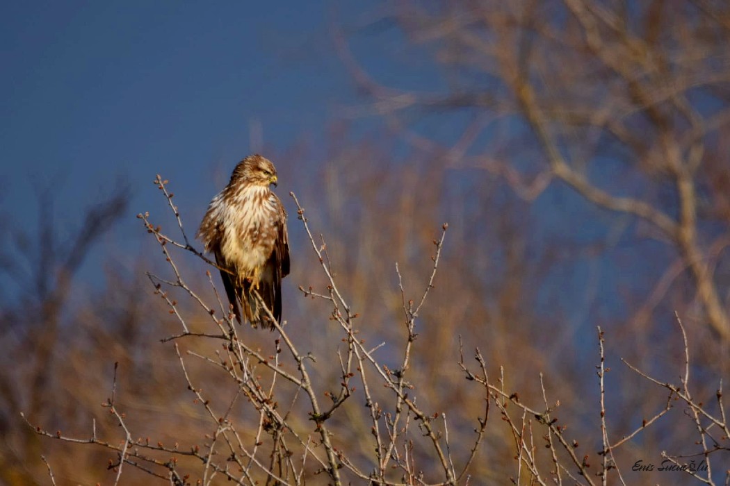 Common Buzzard