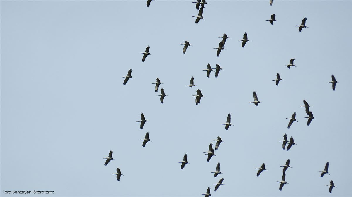 Demoiselle Crane