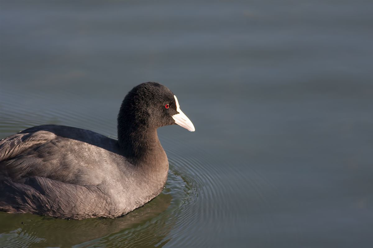 Eurasian Coot