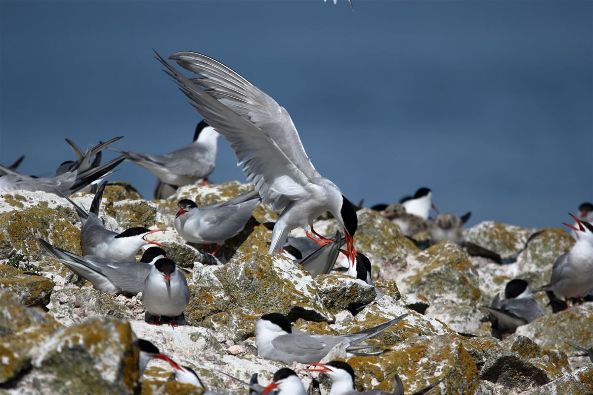 Common Tern